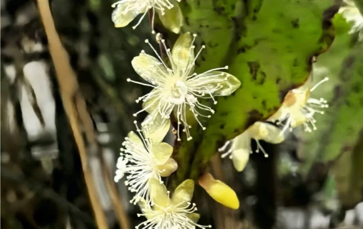 В ботаническом саду калужского университета зацвел бразильский кактус