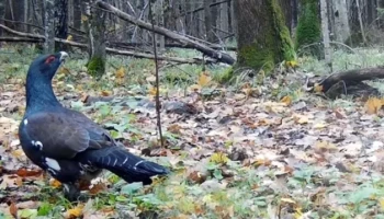 Камера калужского заповедника поймала глухаря и глухарку