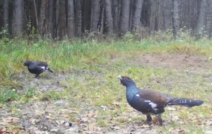 Готовящихся к зиме глухарей засняли в калужском заповеднике Готовящихся к зиме глухарей засняли в калужском заповеднике