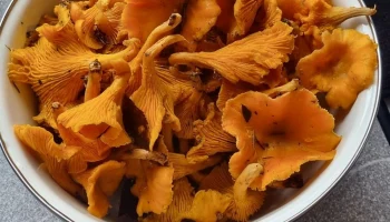 Почти 900 тонн грибов экспортировали за границу из Калужской области