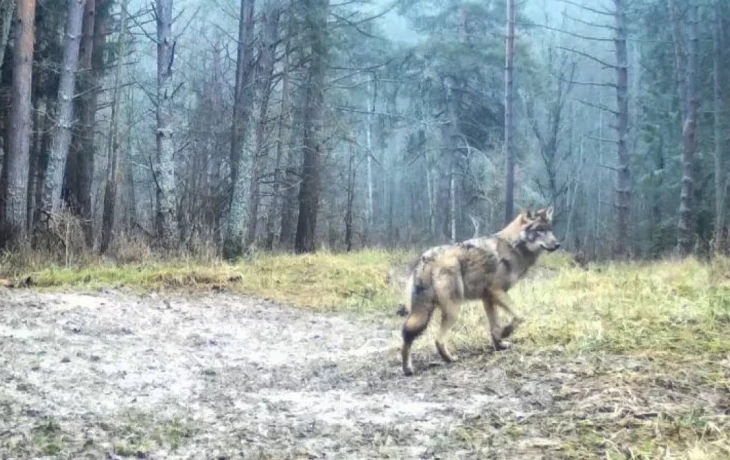 Скрытный волк попал в фотоловушки калужского заповедника перед снегопадом