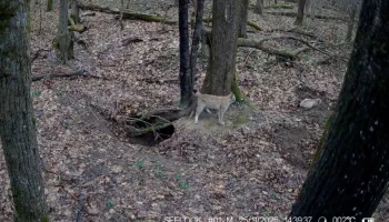 Рысь с котятами попала в фотоловушки калужского заповедника