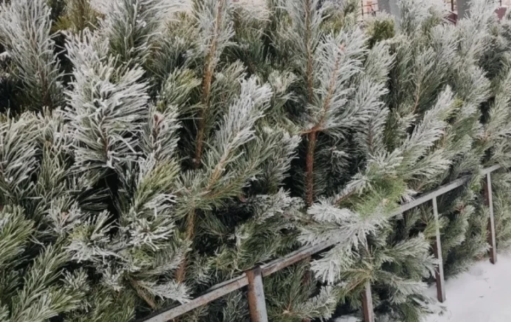 Названы адреса ёлочных базаров в Калуге Названы адреса ёлочных базаров в Калуге