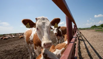 В Калужской области сняли карантин по лептоспирозу и ввели новый по лейкозу КРС