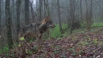 Одинокого волка засняла скрытая камера в калужском заповеднике