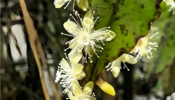 В ботаническом саду калужского университета зацвел бразильский кактус