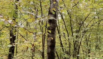 В калужском заповеднике фотоловушка подловила норку за водными процедурами