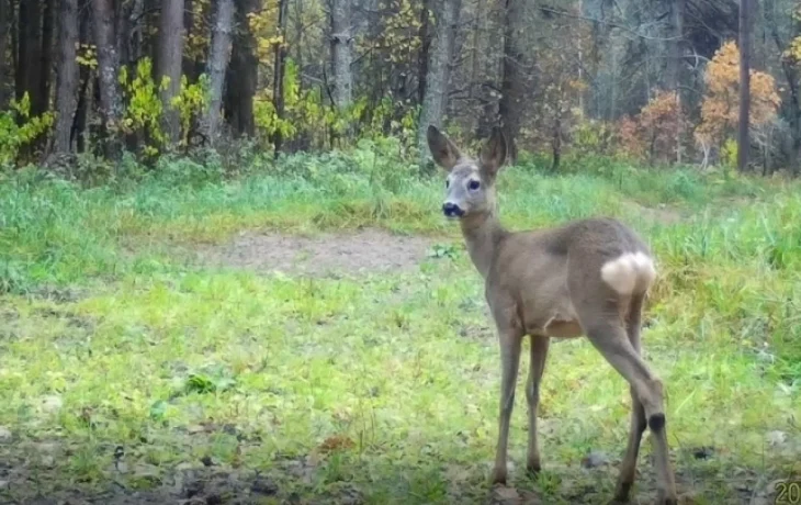 В заповеднике показали летнее видео с косулей, припрятанное до холодов