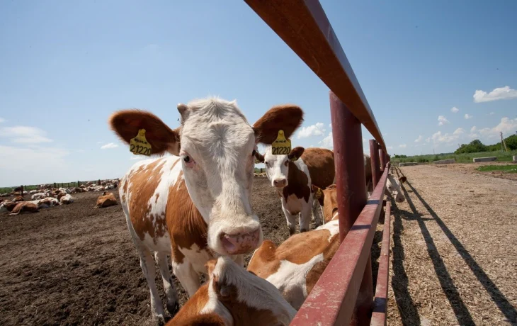 В Калужской области сняли карантин по лептоспирозу и ввели новый по лейкозу КРС